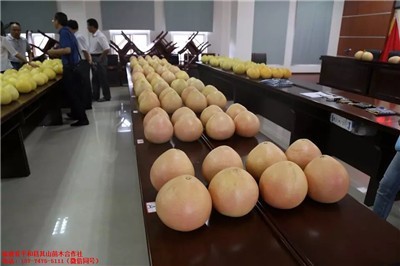 長(zhǎng)樂(lè)大三紅柚子果苗批發(fā)與市場(chǎng)潛力分析