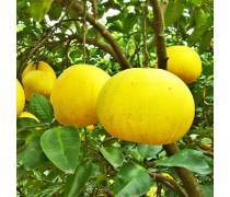 柚子批發(fā)全攻略 產(chǎn)品庫(kù)選擇與市場(chǎng)策略