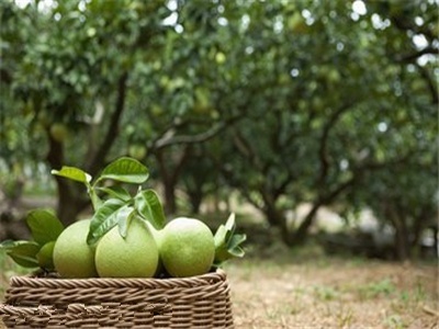 柚子市場遇冷 價(jià)格大幅下跌，批發(fā)端陷困境