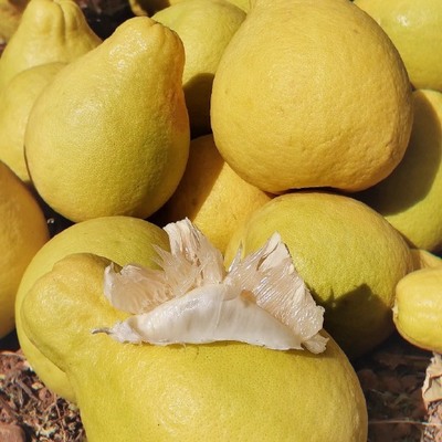 廣西紙箱柚子供應(yīng)與價(jià)格分析 批發(fā)市場(chǎng)全面指南