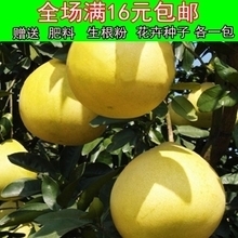 黃金柚子樹(shù)苗產(chǎn)品參考信息及批發(fā)指南