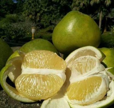 云南昆明官渡區(qū)泰國(guó)青柚批發(fā) 優(yōu)質(zhì)果品，實(shí)惠價(jià)格