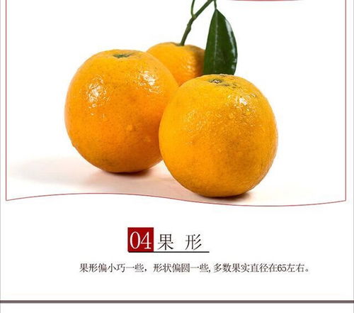 江西贛南臍橙與倫晚夏橙 甜蜜鮮果的產(chǎn)地直發(fā)之旅