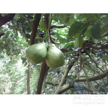 自家果園直供，白心蜜柚批發，甜潤多汁，品質保證