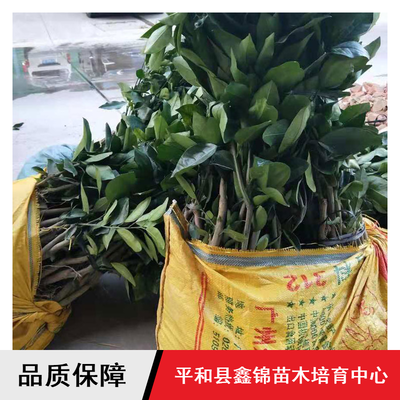 鑫錦純正蜜柚苗供應與批發指南 紅心柚、三紅蜜柚、黃金蜜柚樹苗選購全解析