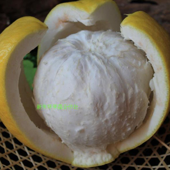 平樂沙田柚 源自桂林的甜蜜饋贈，新車坪合作社直供優質農產品