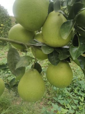 湖南懷化芷江小香柚 質優價廉，批發市場新寵