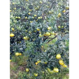 柚子與桔柚市場概覽 批發(fā)供應(yīng)、價格行情與采購平臺指南